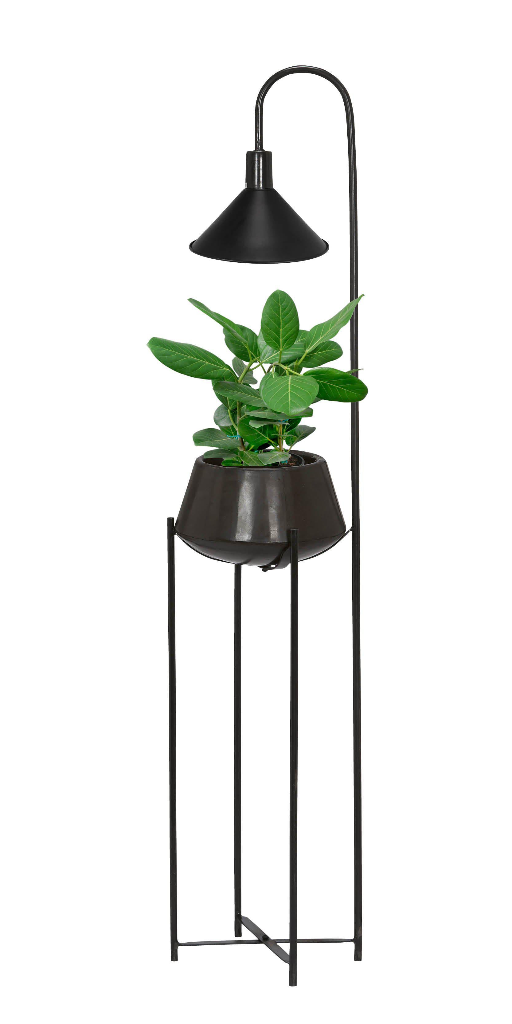 Pr Home Cornelia Blomkruka 140 cm, Svart